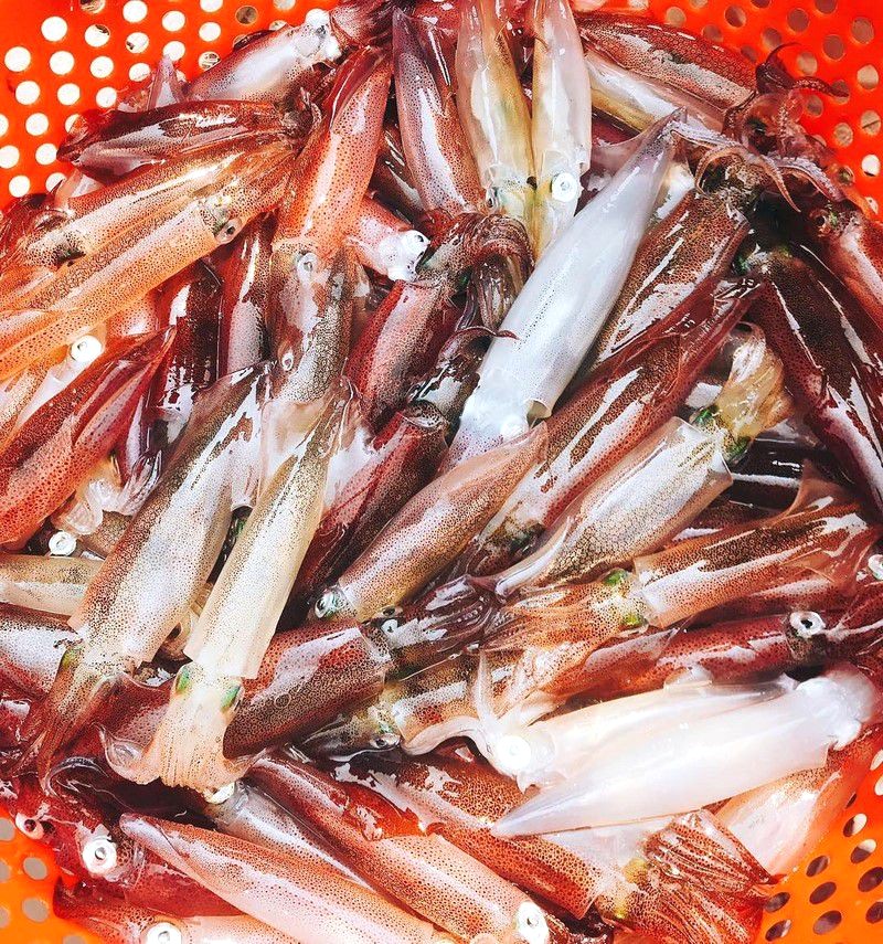 Mực nhảy Quảng Bình