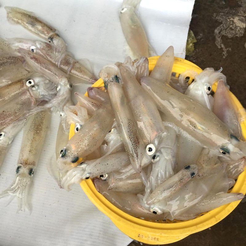 Mực nhảy Quảng Bình
