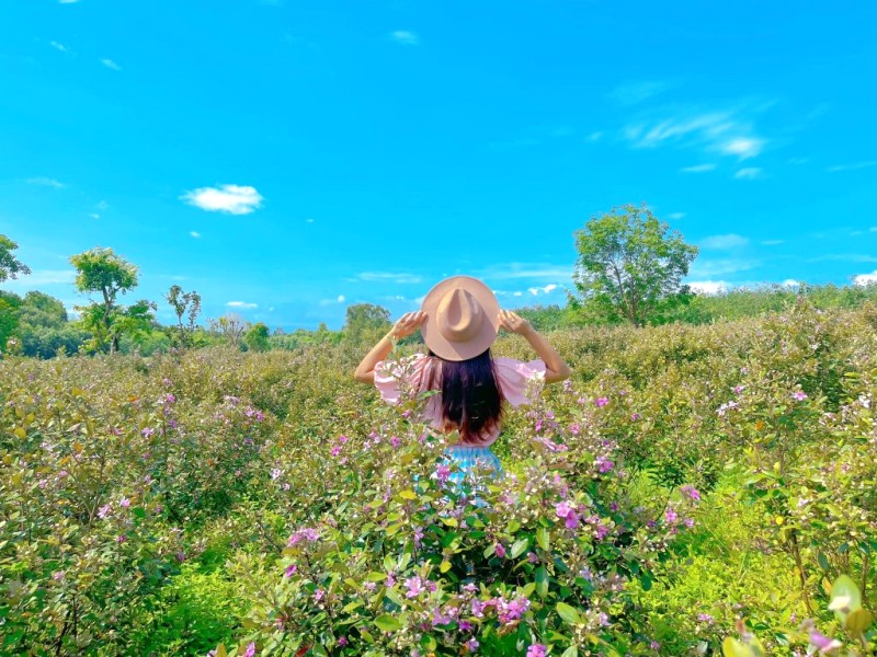 Hoa sim nở rộ, thu hút giới trẻ.