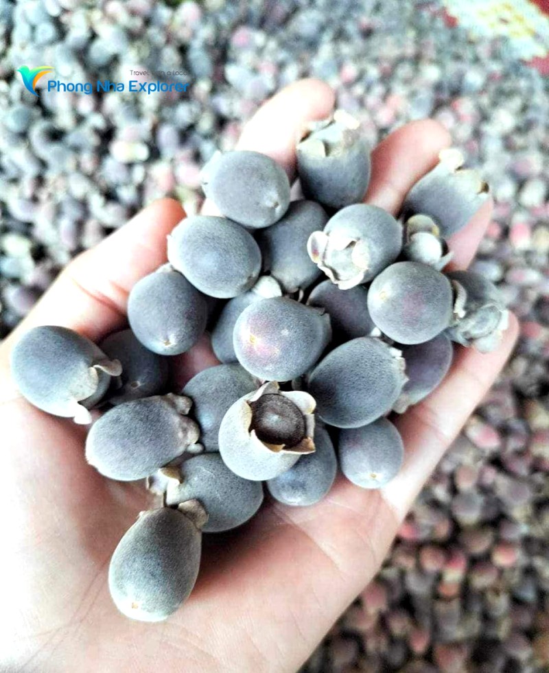 Sim Quảng Bình ngọt đậm hơn hẳn.