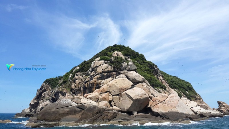 Đàn chim đậu kín trên vách đá