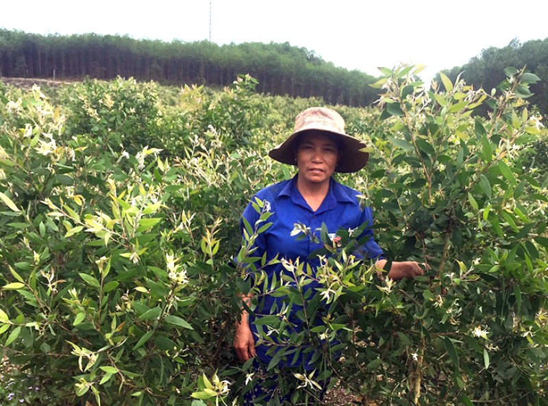 Tinh dầu tràm Quảng Bình: Quà sức khỏe mẹ & bé