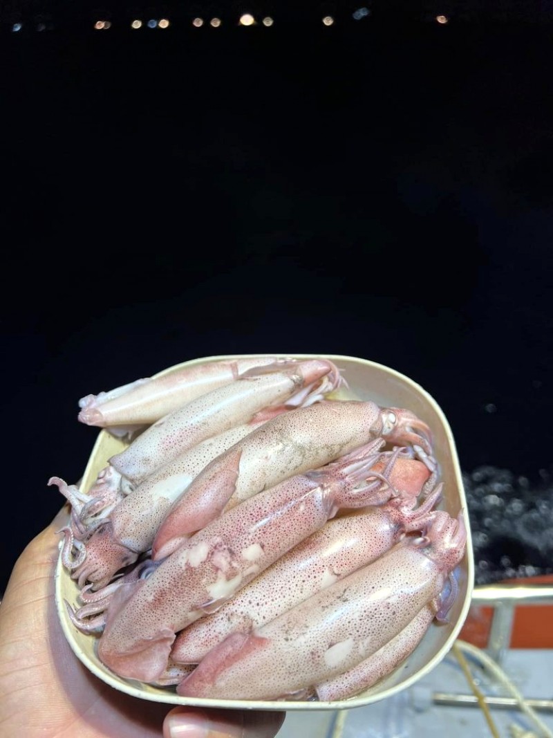 Câu mực đêm Nhật Lệ: Phiêu lưu cùng ngư dân