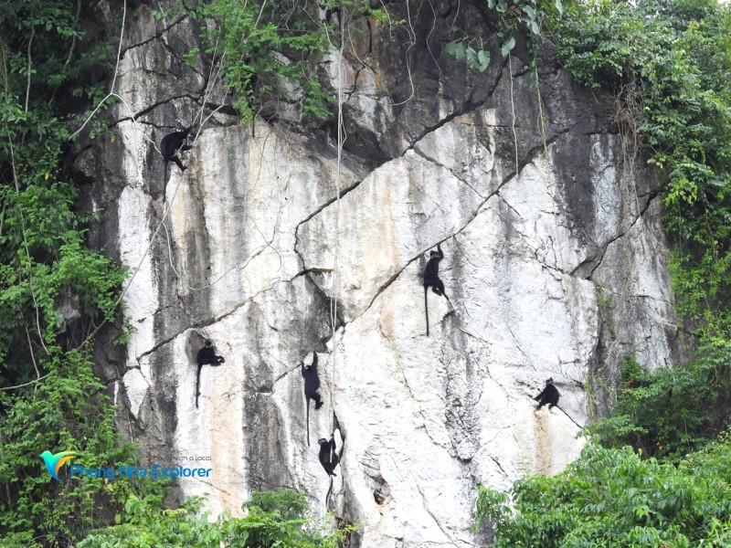 Voọc an cư lạc nghiệp.