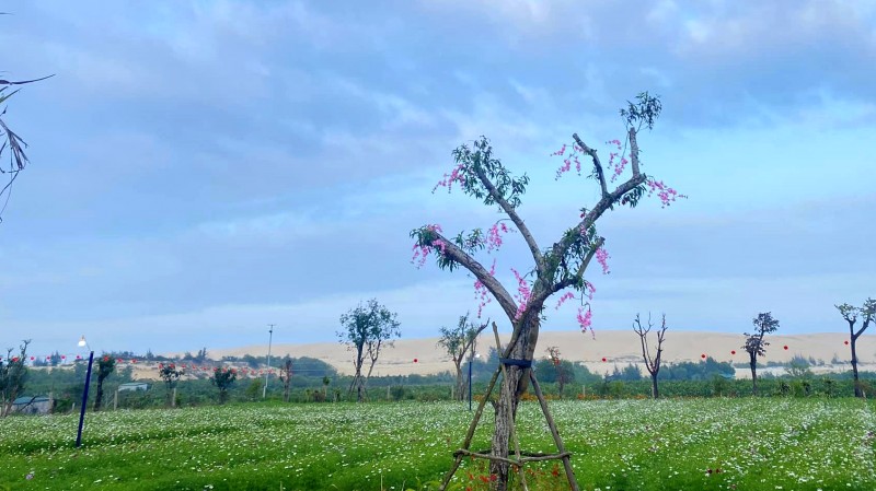 Vườn hoa Hải Đăng ở Lý Trạch