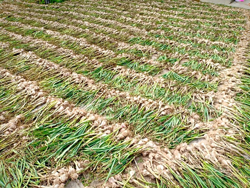 Tỏi Quảng Minh - Đặc sản Ba Đồn, quà tặng ý nghĩa.