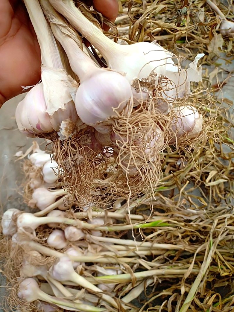 Tỏi Quảng Minh Ba Đồn - Quà ý nghĩa cho du khách