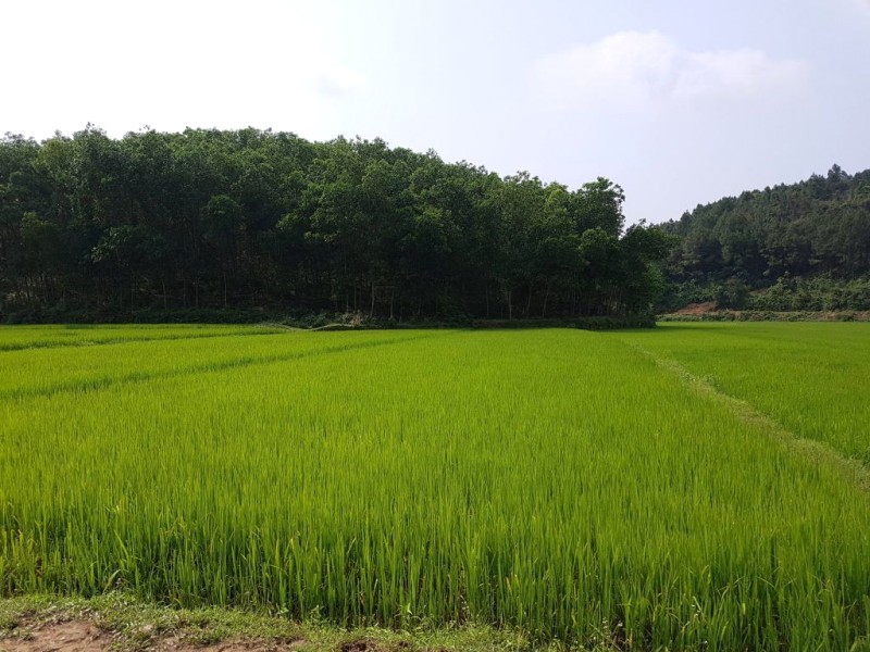 Bồng Lai: Nét đẹp làng quê Việt.