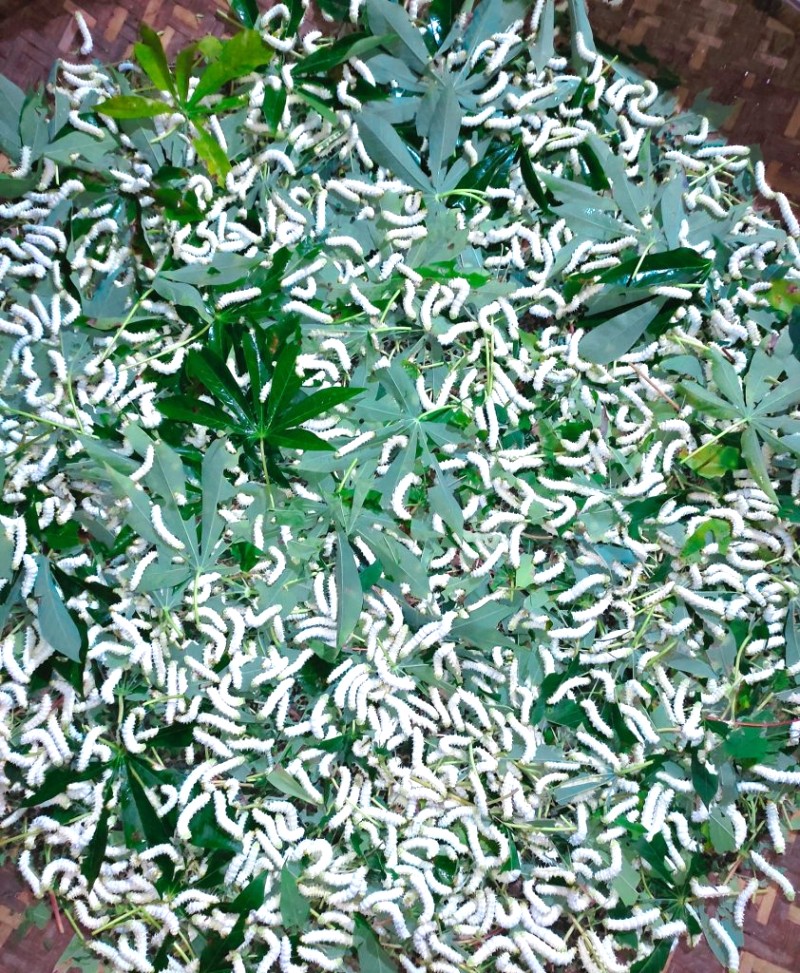 Nhộng tằm lá sắn, đặc sản Quảng Bình.