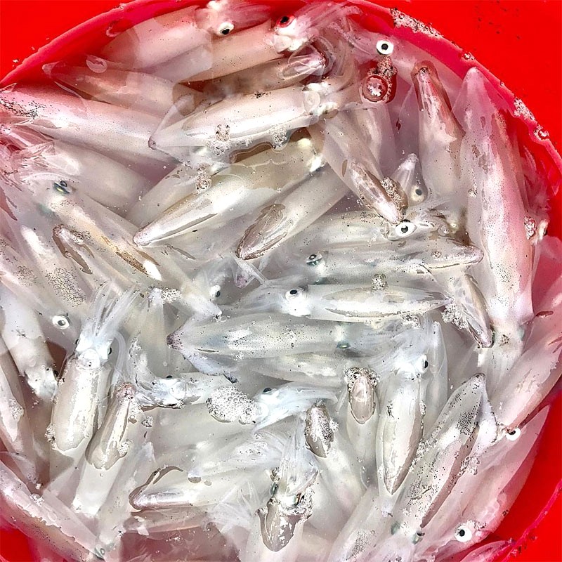 Mực nhảy Quảng Bình: Đặc sản khó cưỡng