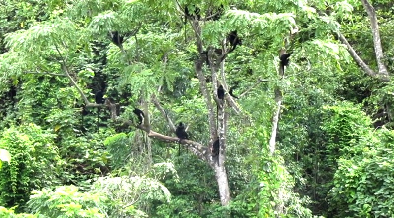 Núi Đôi Phong Nha