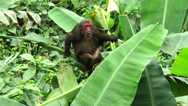 Núi Đôi Phong Nha