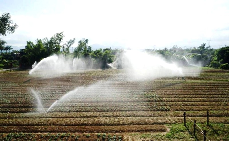 Sâm Bố Chính: Đặc sản Quảng Bình.