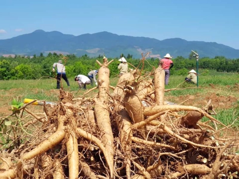 Sâm Bố Chính: Đặc sản Quảng Bình.