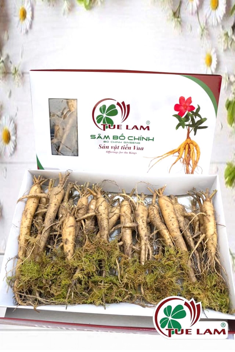 Sâm Bố Chính: Đặc sản Quảng Bình.