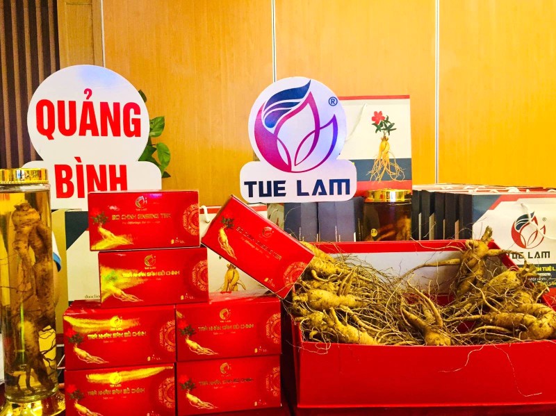 Sâm Bố Chính: Đặc sản Quảng Bình, tiến vua.
