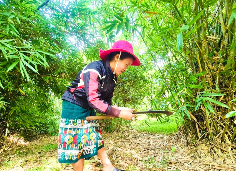 Măng rừng Cà Roòng - Đặc sản Quảng Bình