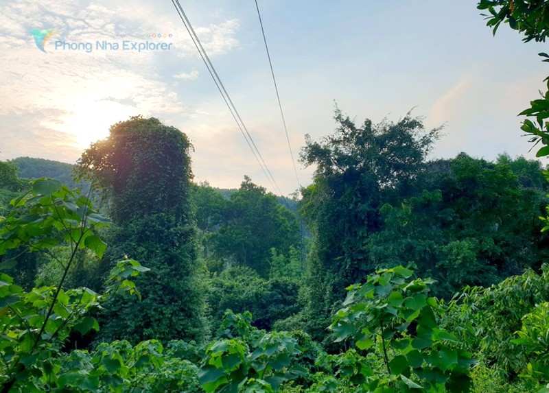 Cầu cổ kính chìm trong cây lá.