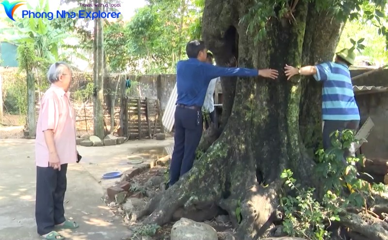 Cây thị gốc to 3 người ôm