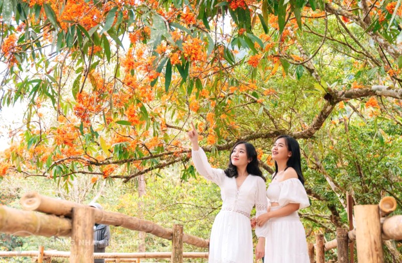Mùa Hoa Vàng Anh tuyệt đẹp