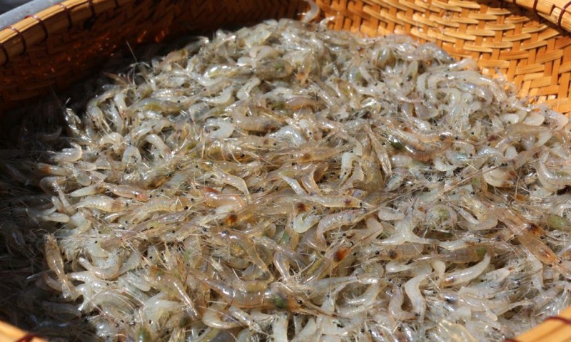 Dút tép đồng Lệ Thủy: Đặc sản miền Trung