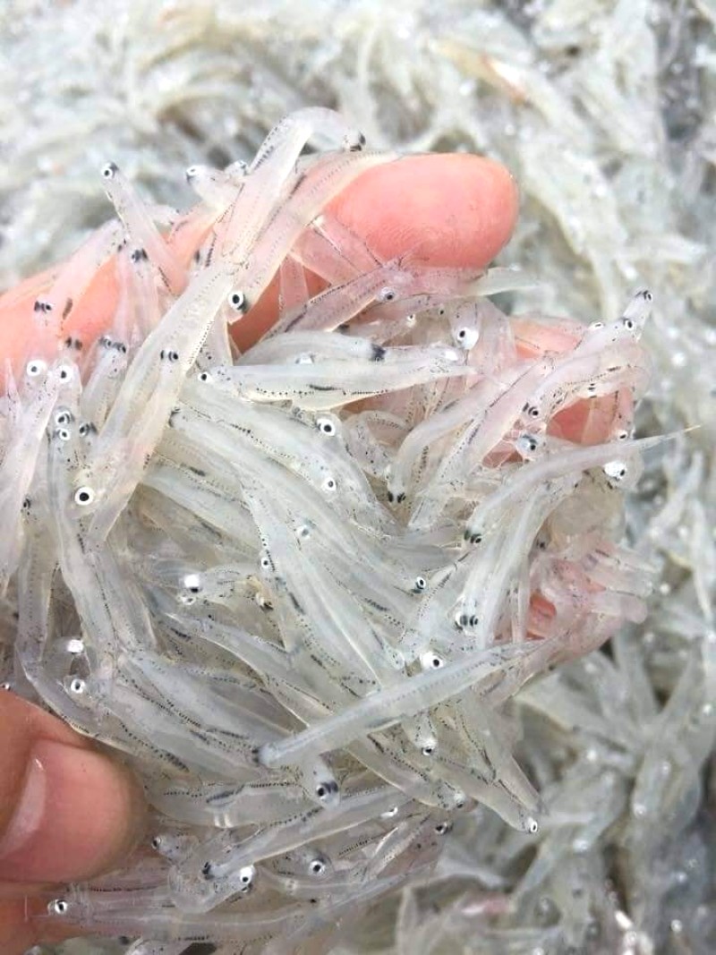 Đặc sản Hải Ninh: Cá bờm trắng khô