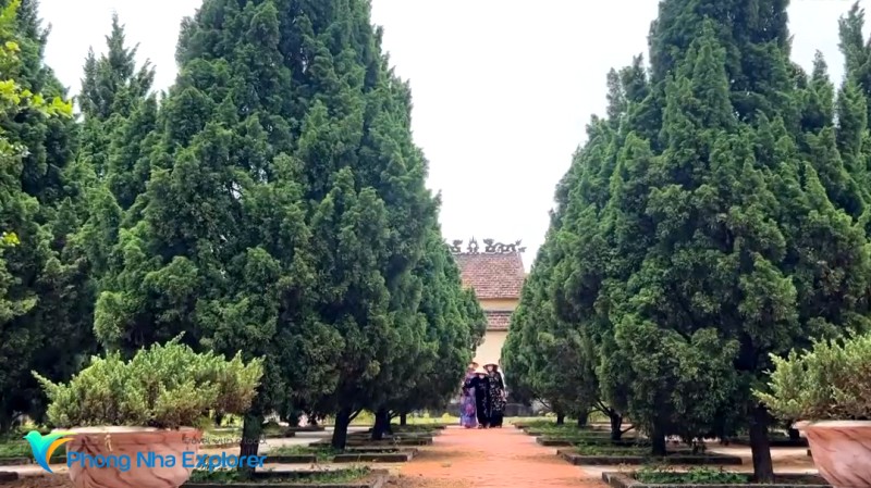 Cây tùng xanh tươi trong khuôn viên