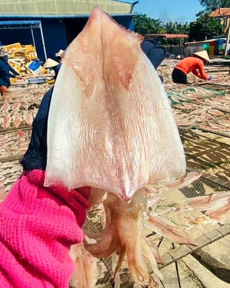 Mực một nắng Quảng Bình