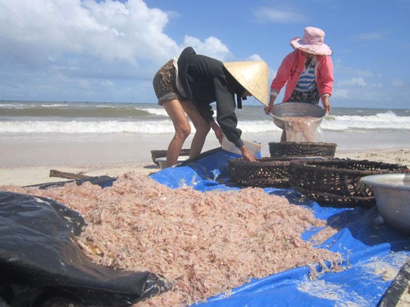 Mắm ruốc Quảng Bình: Quà quê đậm vị mùa mới
