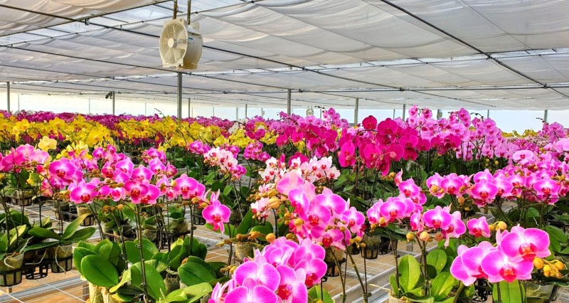Làng hoa Lý Trạch: Điểm đến mới Quảng Bình