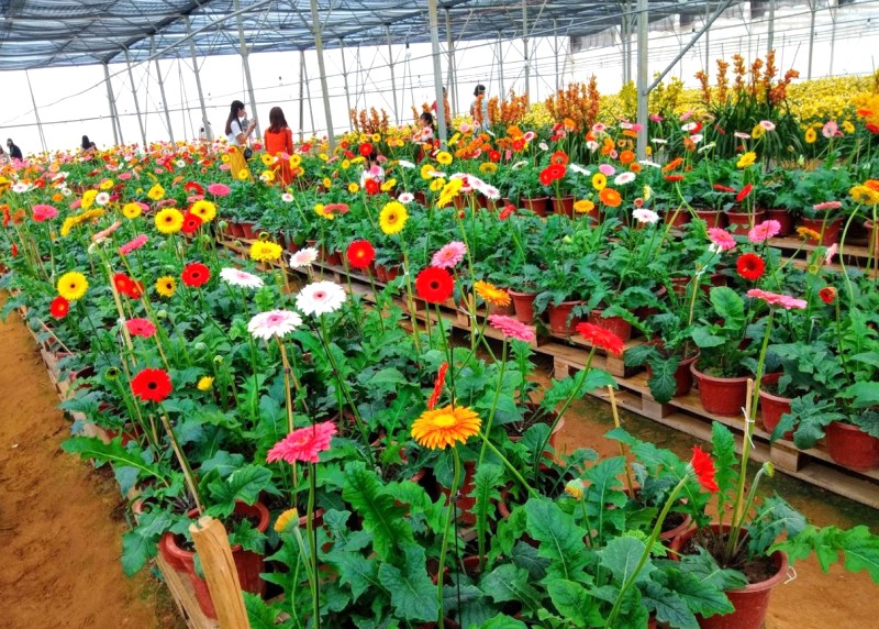 Làng hoa Lý Trạch: Điểm đến mới Quảng Bình