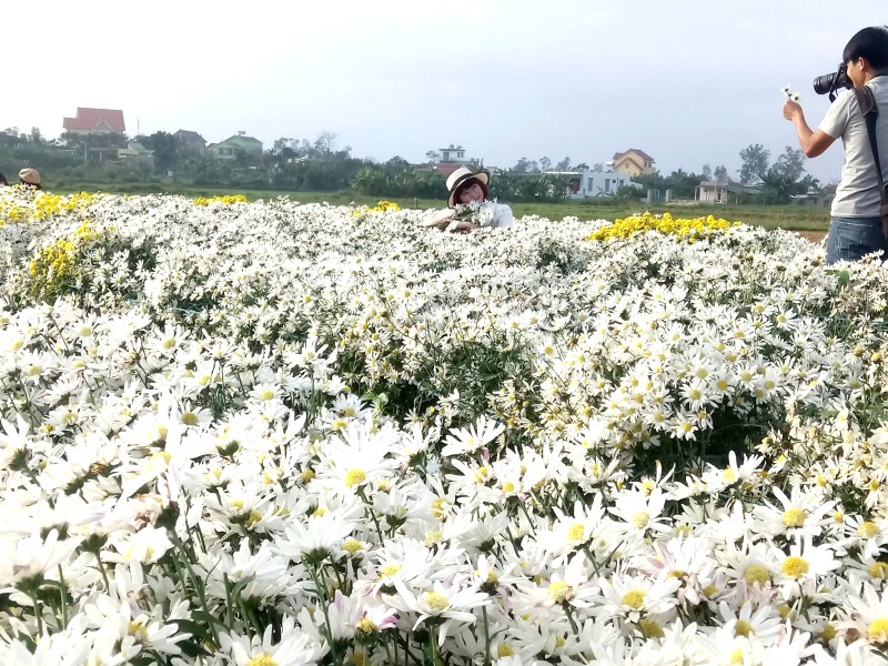 Làng hoa Lý Trạch: Điểm đến mới Quảng Bình