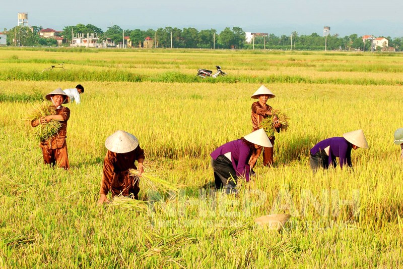 Hò khoan Lệ Thủy: Di sản văn hóa phi vật thể quốc gia.